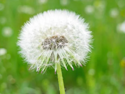 White dandelion Stock Photos