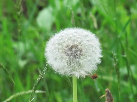 White dandelion 스톡 사진