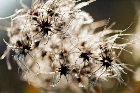 White dandelion Stock Photos