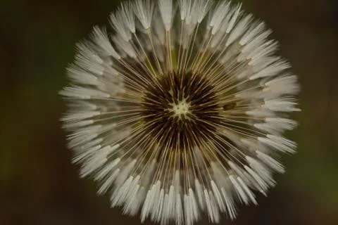 White dandelion Foto stock gratuite
