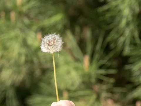 White dandelion Stock Photos