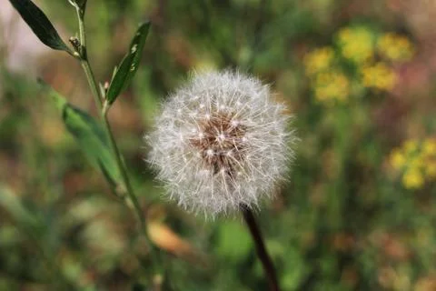 White dandelion Foto stock