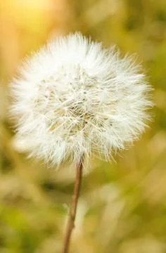 White dandelion Stock Photos