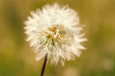White dandelion Stock Photos