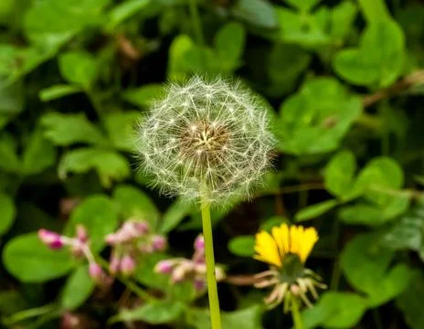 White dandelion Stock Photos