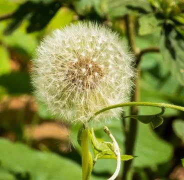 White dandelion Stock Photos