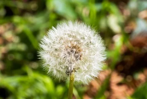 White dandelion Stock Photos