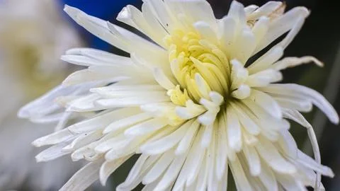 White dandelion Stock Photos