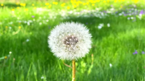 White Dandelion Seed Head Against Green Grass and Spring Flowers 動画素材 346193219
