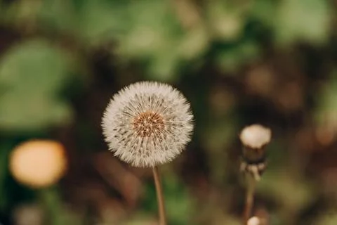 White dandelion seed head close up on soft green bokeh background showing s.. Stock Photos