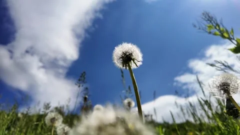 White dandelion seed head gently swaying in the breeze, viewed from below aga Stock Footage 342319815