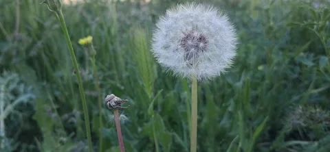 White Dandelion Seed Head in Meadow 動画素材 336133256