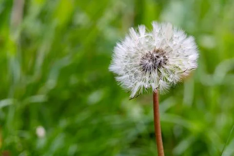 White dandelion seed head surrounded by green grass in spring Stock Photos