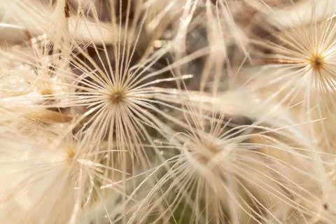 White dandelion seedling macro pattern Stock Photos