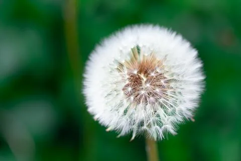 White dandelion, like a spiderweb 写真素材