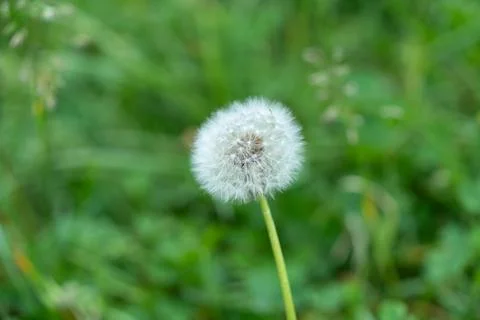 White dandelion, like a spiderweb Fotos Stock