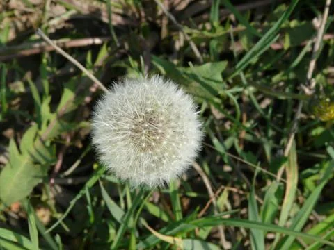 White dandelion in spring Stock Photos