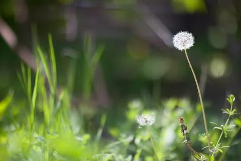 White dandelion in spring Foto stock