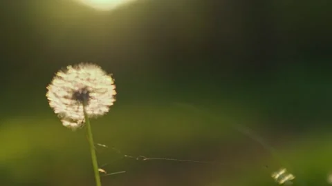 White dandelion at sunrise. 库存影片 275809109