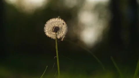 White dandelion at sunrise. Stock Footage 276147877