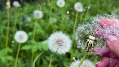 A white dandelion sways gently in the wind, surrounded by green grass on a natur Stock Footage 310845789
