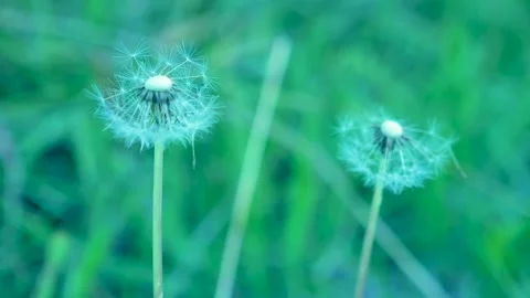 White dandelion in the wind Video stock 338177068