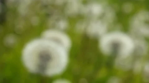 White dandelions are sharp Stock Footage 5746423