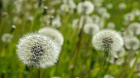 White dandelions become blurred Vídeos de archivo 5745980