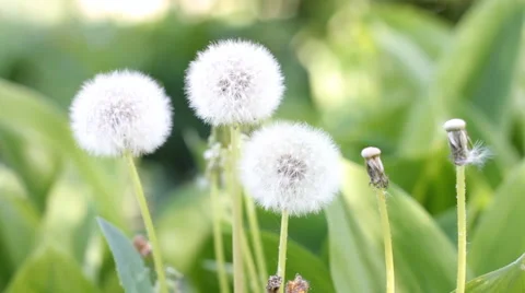 White dandelions Stock Footage 40493852