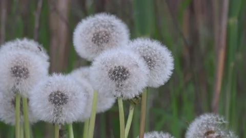 White dandelions Stock Footage 160856654