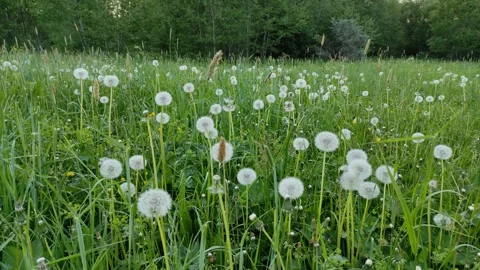 White dandelions in green grass 2 Vídeo Stock 335492747