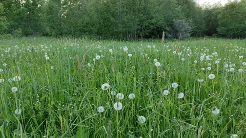 White dandelions in green grass Stock Footage 335492799
