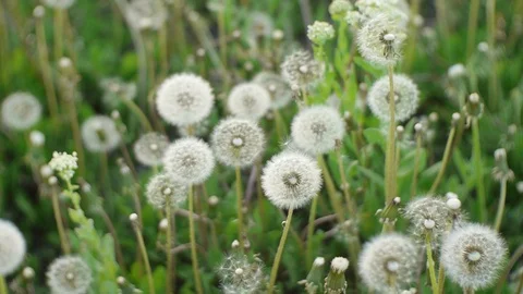 White dandelions growing on the field Stock Footage 89505233