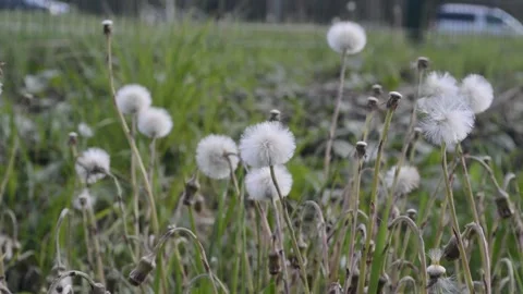 White dandelions in the meadow Stock Footage 132753993