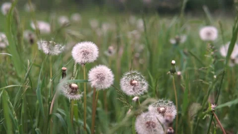 White dandelions moving in the wind Stock-Footage 132559419
