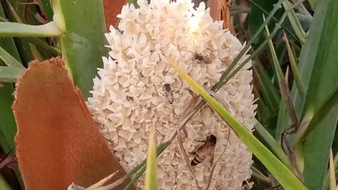 White date tree flower and honeybee Stock Footage 171095816