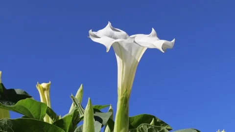 White Datura stramonium Stock Footage 210205833