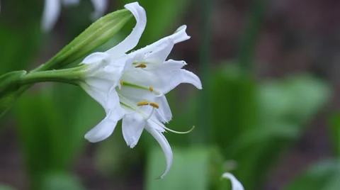White Day Lily 動画素材 35657873
