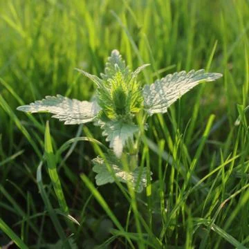 White Dead-nettle Stock Photos