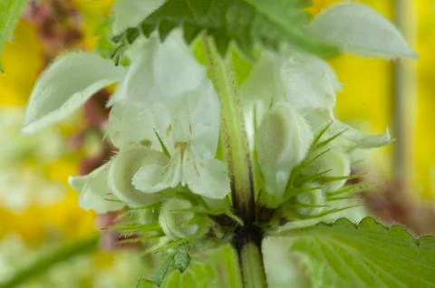 White dead-nettle Stock Photos