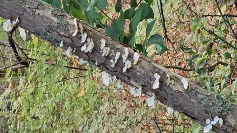 White Dead Wood Mushroom on a Tree Trunk Stock Footage 287664609