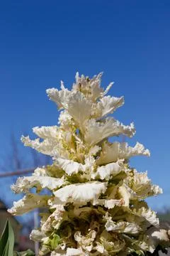 White decorative cabbage with yellow leaf edges. Foto stock