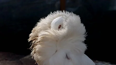 White decorative dove jacobin 動画素材 195989298