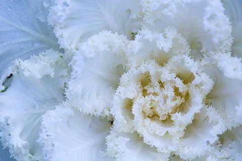 White decorative fall kale cabbage, macro shot Stock Photos