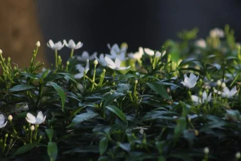 White Decorative Flower Stock Photos