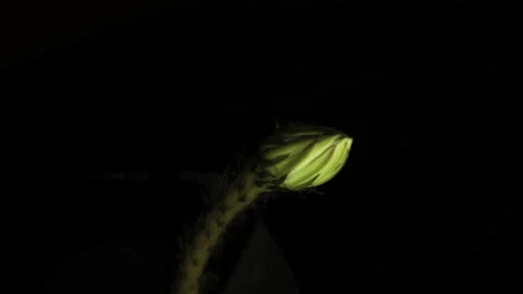 White decorative Flower Time lapse of Blooming Echinopsis Cactus Opening. Vidéo 153646039