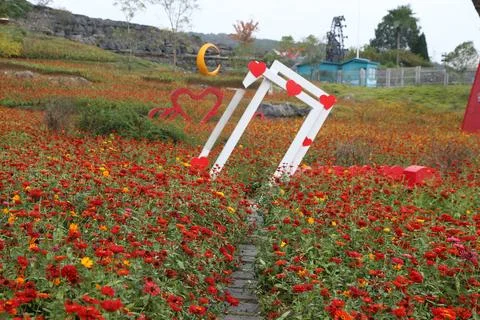 White decorative frames and red hearts in a field of red zinnias Stock Photos