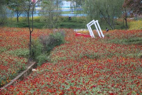 White decorative frames sinking into a field of red zinnias Stock Photos