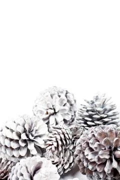 White decorative pine cones. Stock Photos