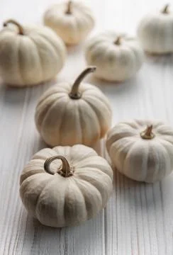 White decorative pumpkins Stock Photos